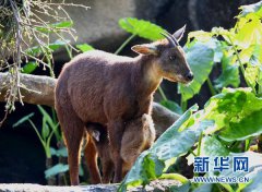 澳门葡京网站_澳门葡京网址_澳门葡京官网_宝岛梅花鹿长鬃山羊将到 威海掀起